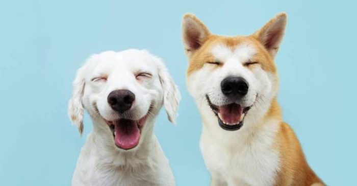 two smiling dogs 