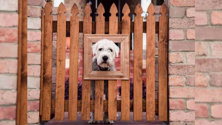 25 Dog fence ideas for indoors, backyard, and more - Airtasker Blog