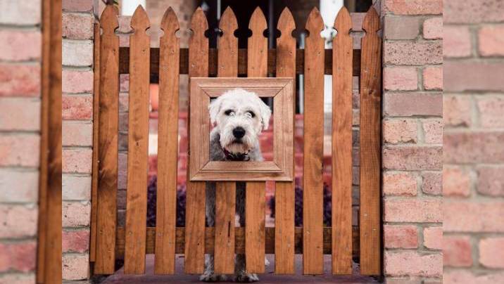 25 Dog fence ideas for pet parents