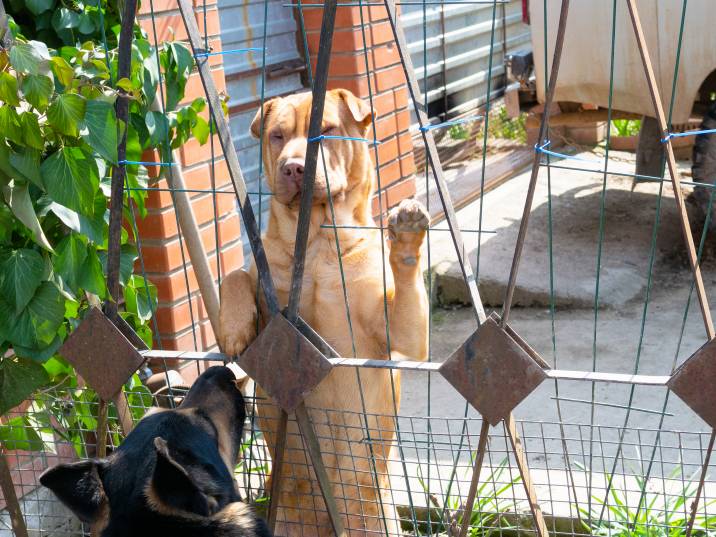 dog fence with two types of material