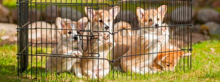 25 Dog fence ideas for indoors, backyard, and more