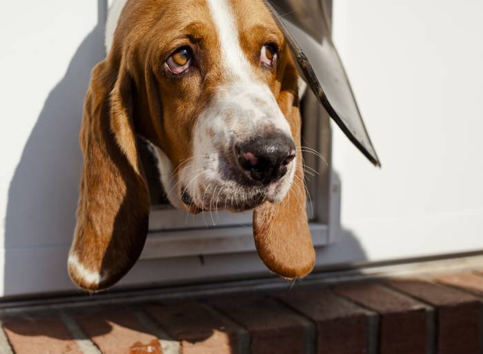 basset hound poking head out of dog house flap door 