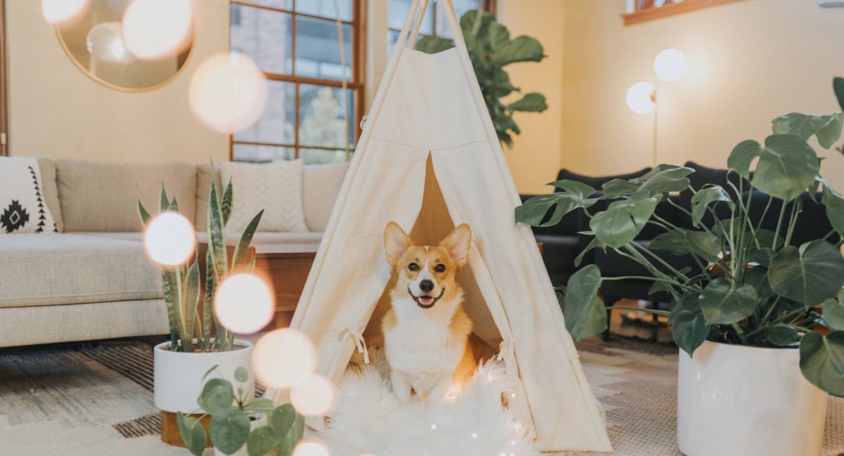 39 Cool DIY dog house ideas – Indoor and outdoor