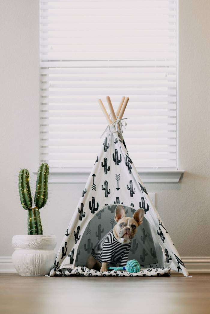 dog inside a DIY teepee 