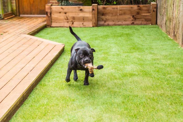 dog playing in dog run with wood fence panels