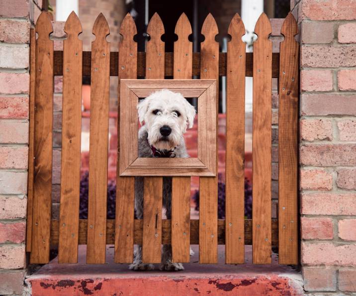 dog sticking head out of peek-a-boo hole in fence 