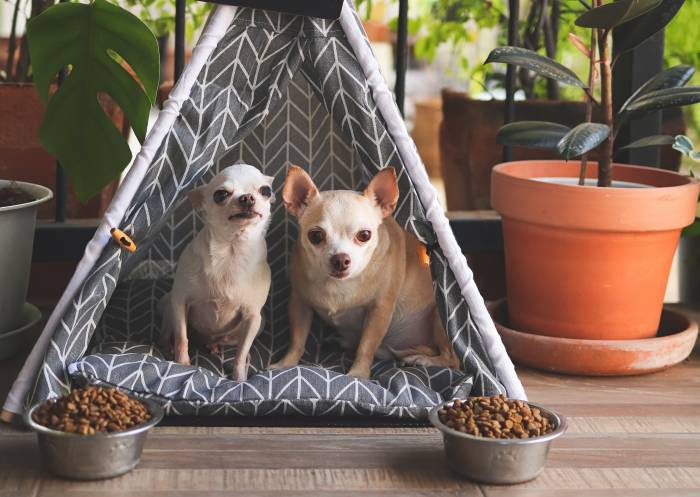 two chihuahua dogs sitting in grey teepee tent indoors