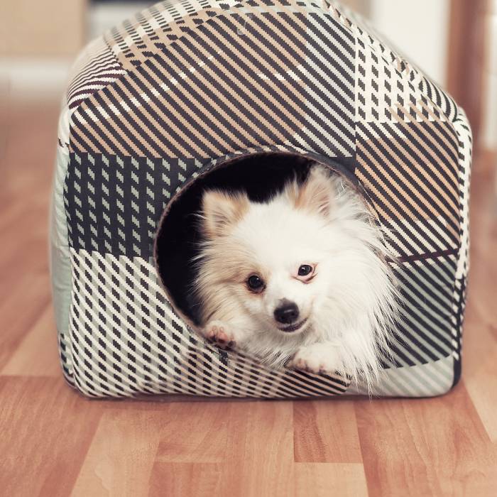 white dog inside a fabric dog house