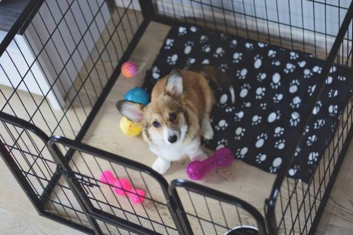 puppy inside a foldable dog fence