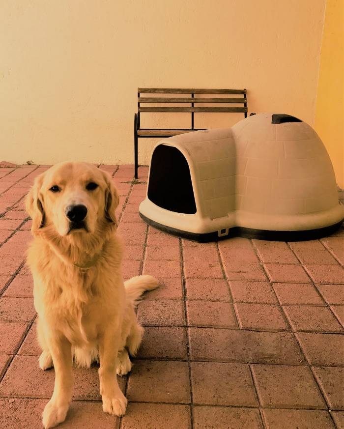 golden retriever sitting in front of igloo dog house 