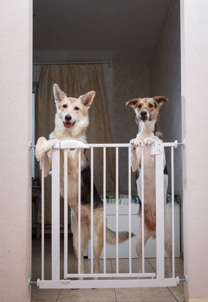 dogs standing on hind legs behind indoor metal gate