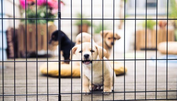 litter of puppies playing in an indoor playpen