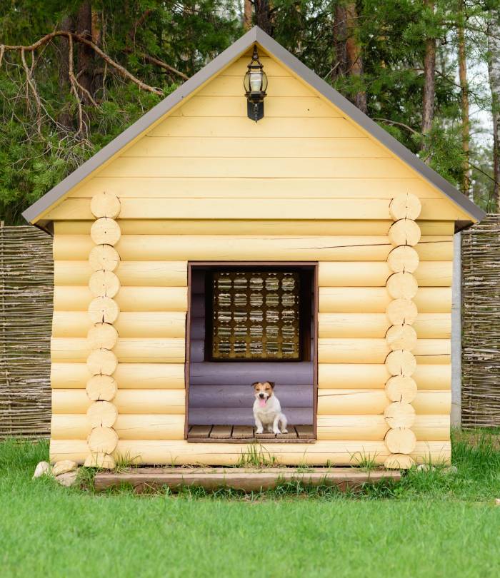 el perro se sienta en una gran caseta de madera