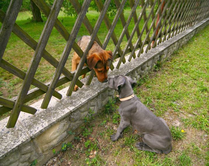 lattice dog fence