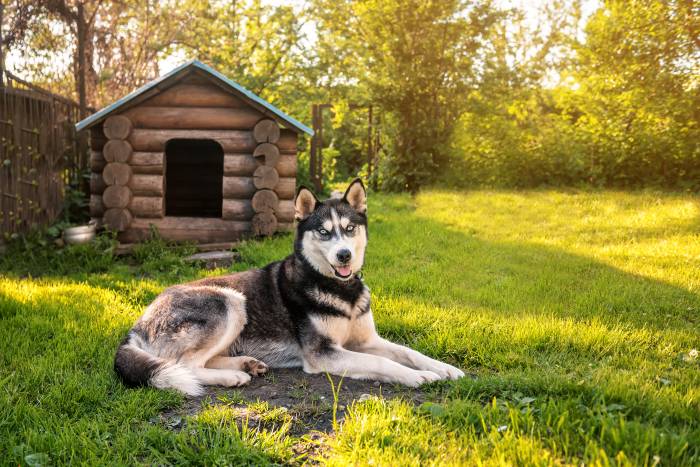 husky sitting outside log cabin dog house