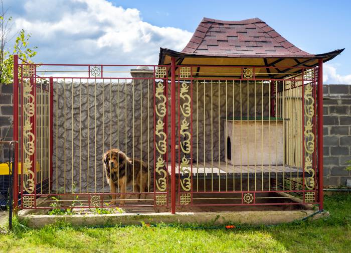 large open-air dog kennel