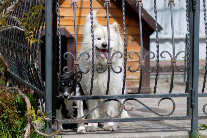 ornamental dog fence with forged lattices