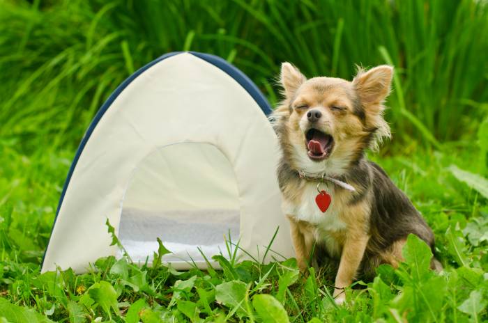 dog sitting beside an outdoor camping dog tent 