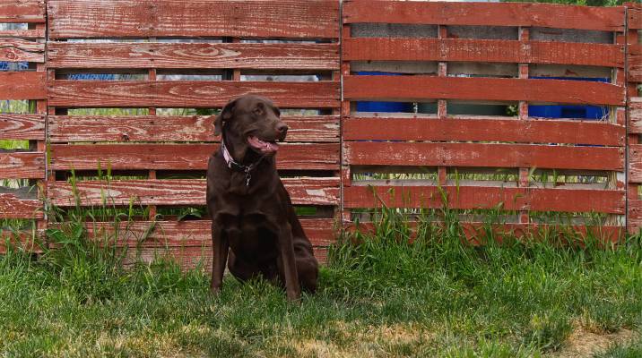 pallet dog fence