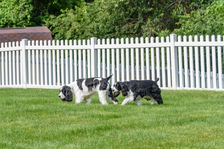 white picket dog fence