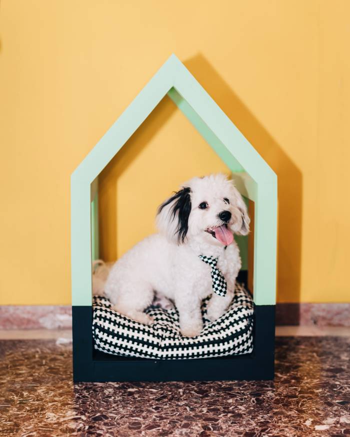 puppy inside a modern dog house