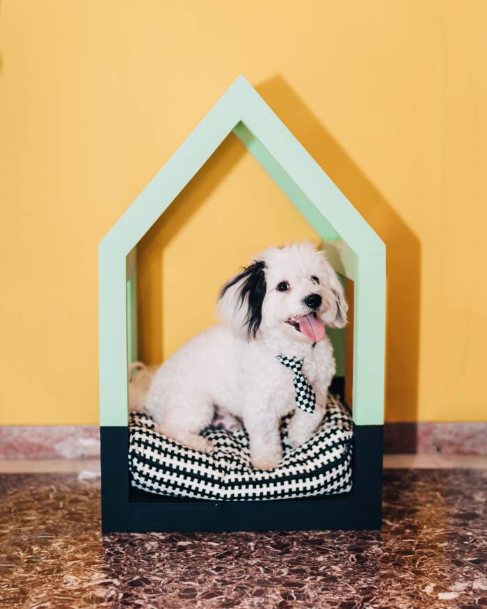 cachorro en una caseta de perro moderna