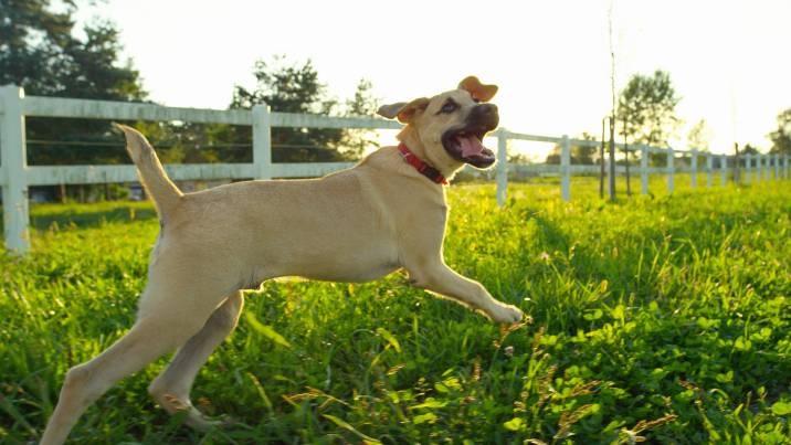 farm ranch dog fence