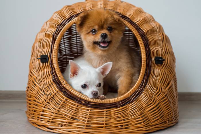 pomeranian and chihuahua inside a wicker dog house