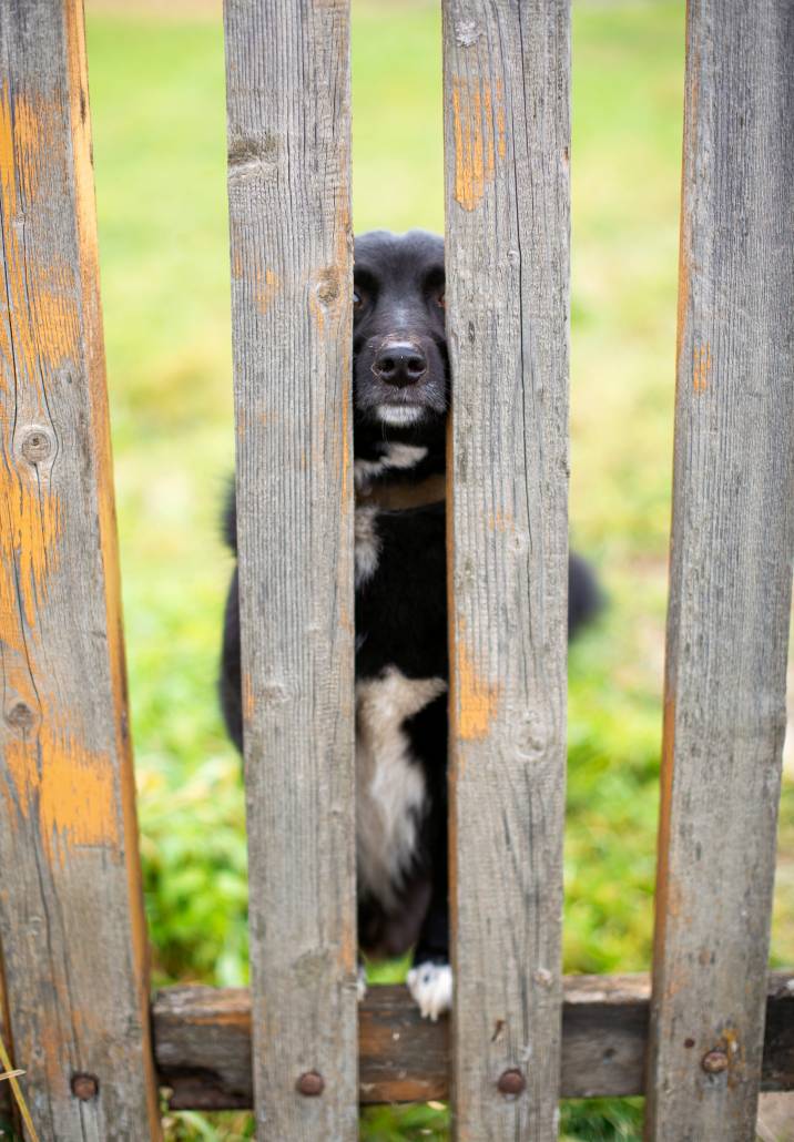 recycled dog fence made of wood