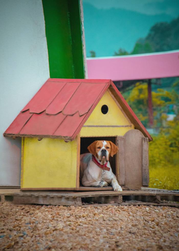 casa de perro reciclada