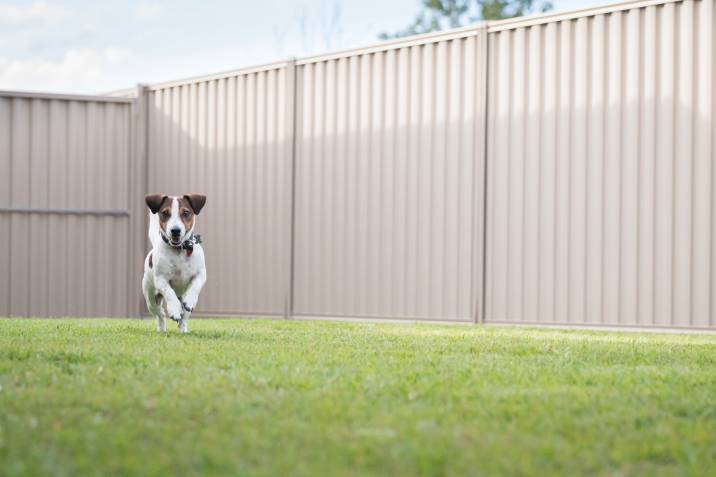 dog running in backyard fenced in corrugated steel