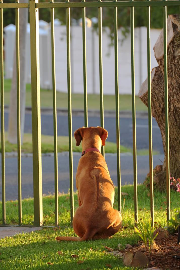 25 Dog fence ideas for pet parents - Airtasker Blog