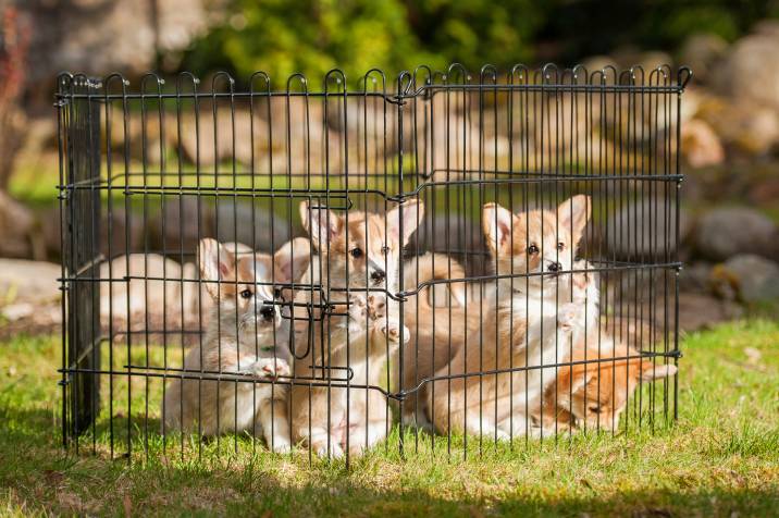 puppies sitting inside a foldable temporary dog fence
