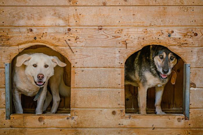 large dog house with two doors 