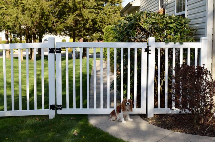 white vinyl dog fence