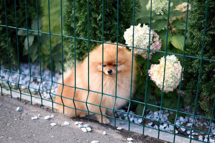 welded wire dog fence