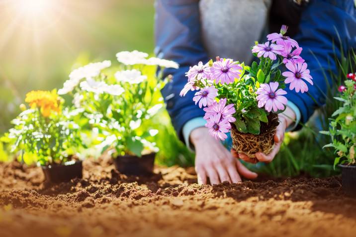 Woman hands putting seedling flowers into the soil