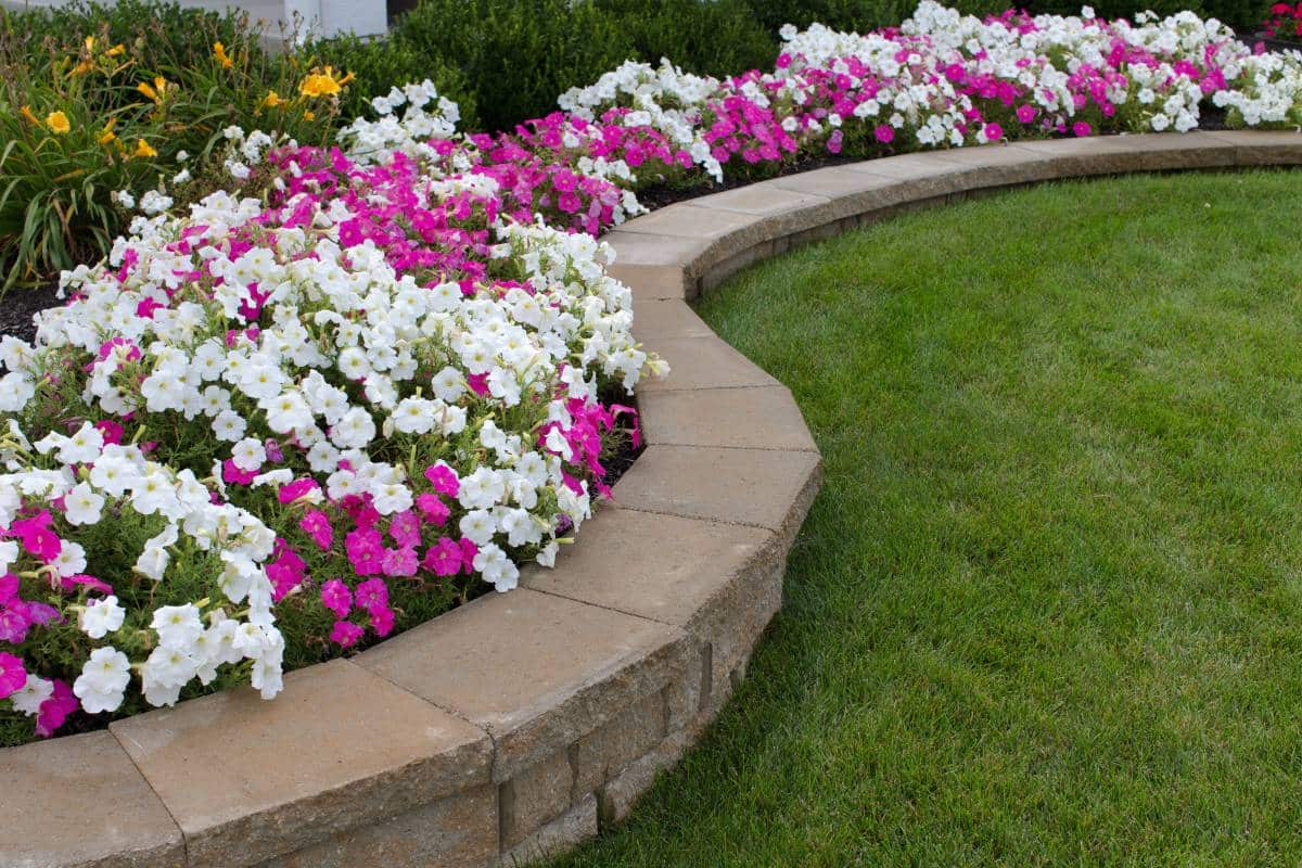 Pink and white petunias on curved flower bed along the grass