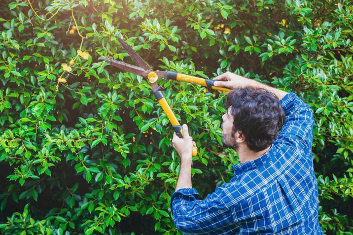 male gardener trimming a hedge with shears