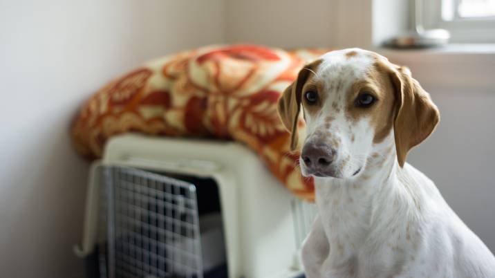 a dog sitting next to a crate in its temporary home with dog sitter