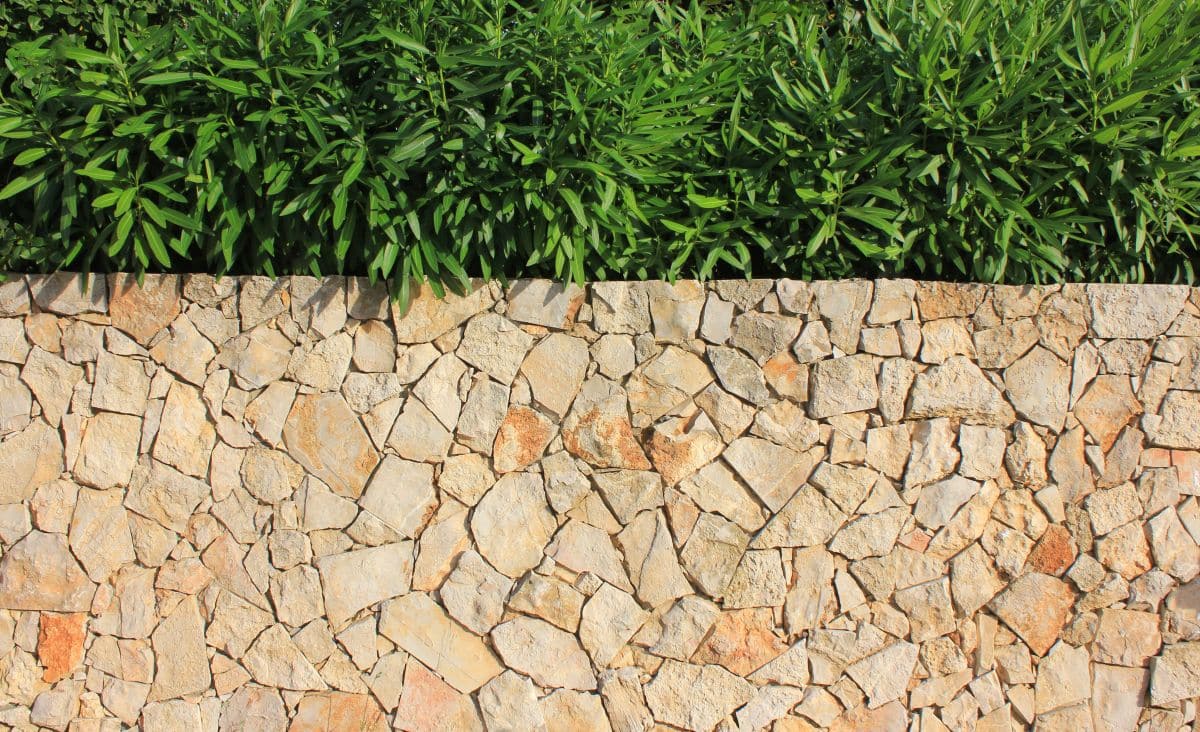 green bush plant leaves on top of light brown stone wall