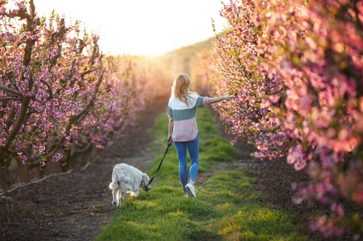 back view of a woman walking a dog in a cherry field during a lovely spring afternoon 