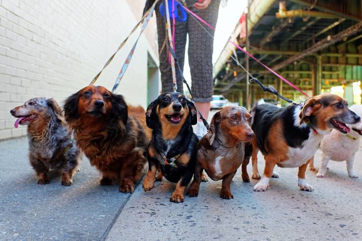 dog walker led by a pack of dachshunds
