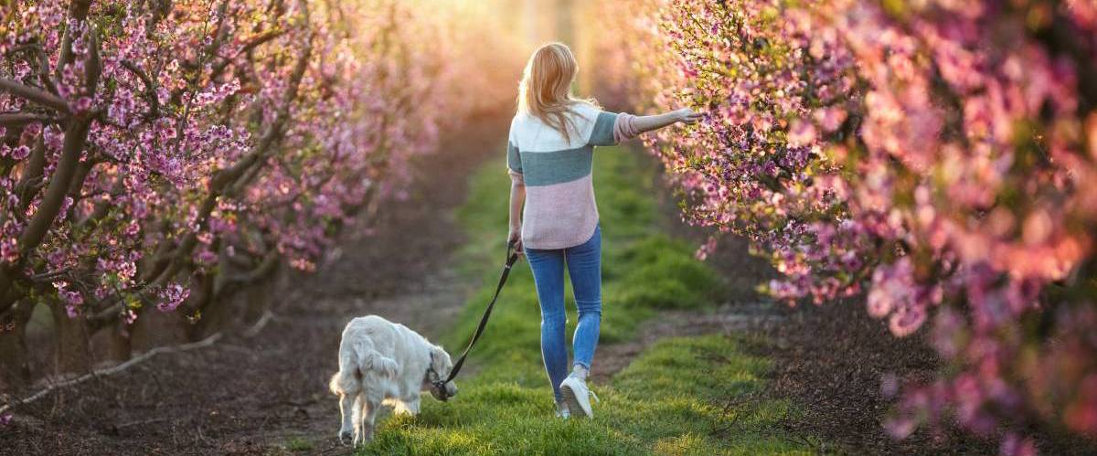 woman dog walker walking a dog during a lovely spring afternoon in a cherry field