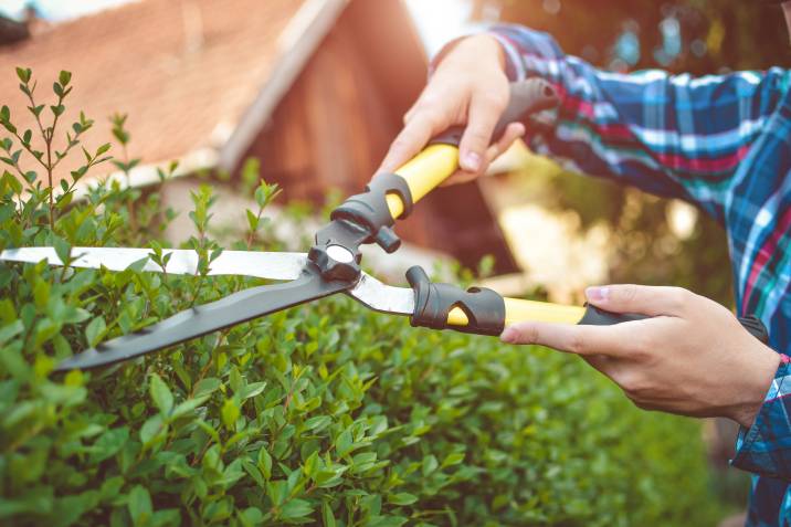 Hands with garden shears cutting a hedge during spring