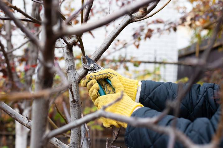 gloved gardener pruning trees before winter