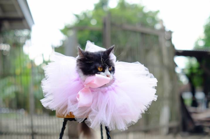 cat outdoors with pink tutu and ribbon, easy job of dressing a cat