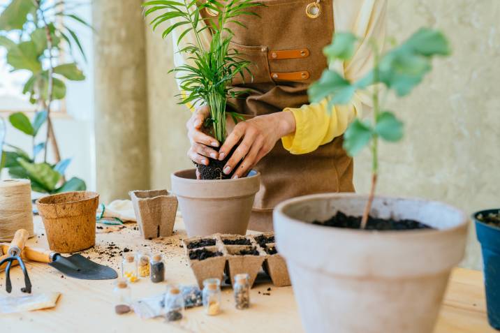 woman gardener hands replanting houseplant in bigger pot indoors