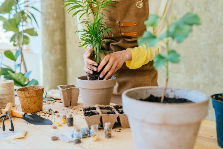 woman gardener hands replanting houseplant in bigger pot indoors 