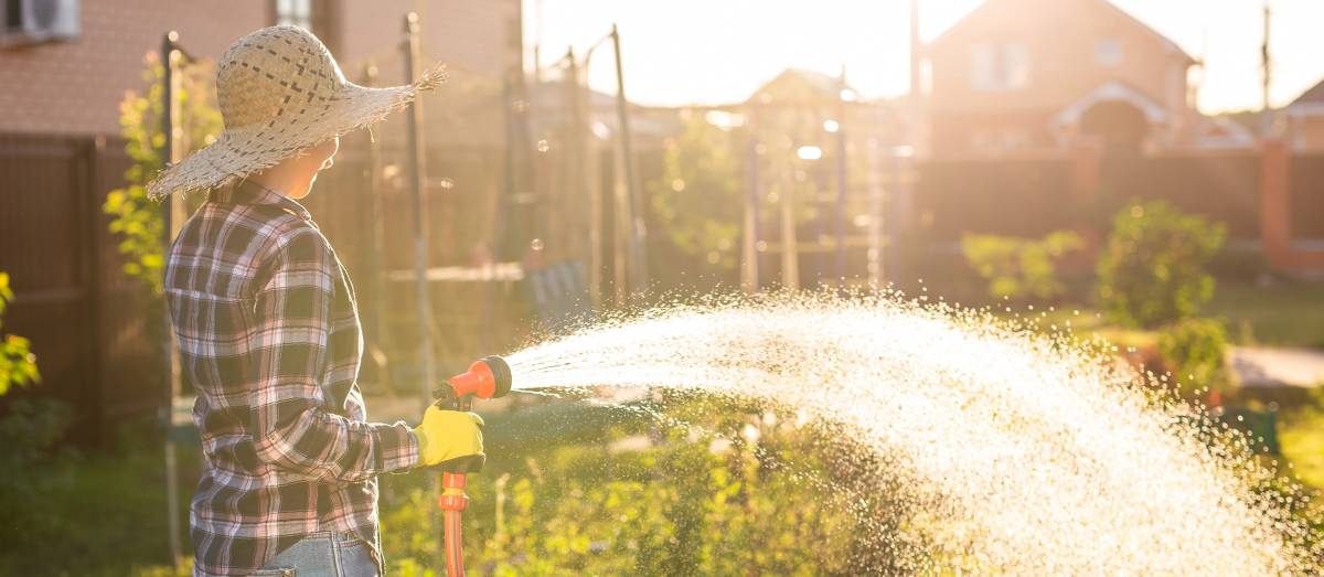 summer job, woman gardener watering garden bed on sunny warm summer day